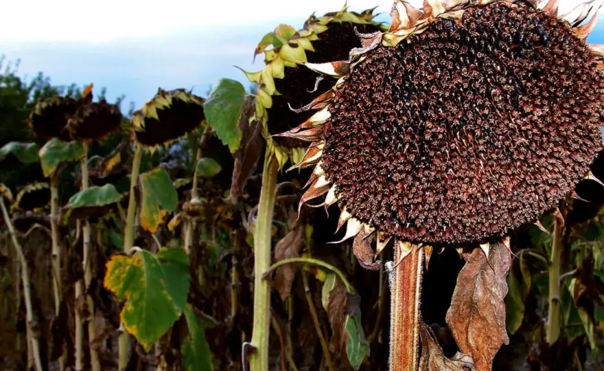 Sonnenblumen ernten - so erkennst du reife Kerne sicher