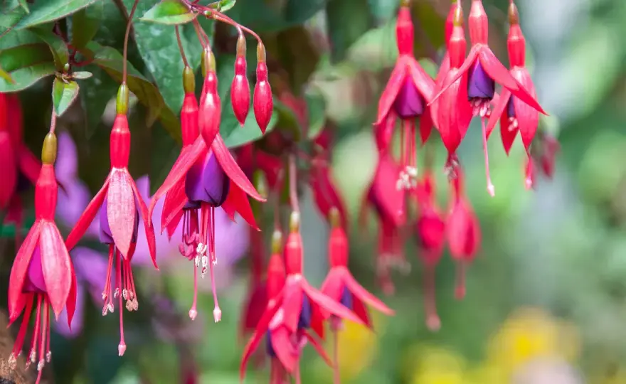 Fuchsia utomhus - Så lyckas du med blomningen!