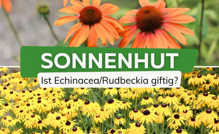 Ist Sonnenhut giftig? Das solltest du im Garten wissen