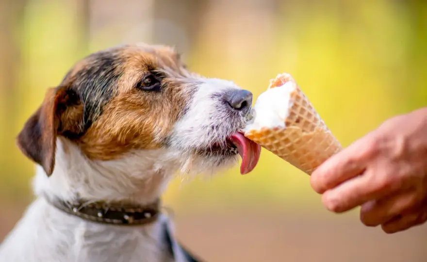 Psie lody - prosty przepis i jak podawać je bezpiecznie