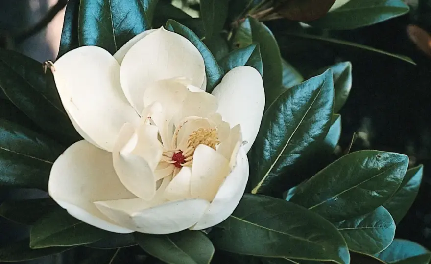 Magnolia po przekwitnięciu - jak ją pielęgnować bez błędów