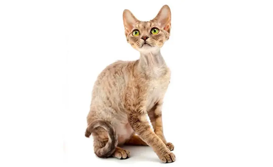Rudy Devon Rex: Rzadki kolor, ognisty charakter czy to kot dla Ciebie?
