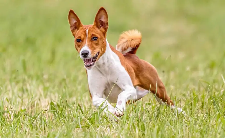 Basenji - Le chien qui ne jappe pas - Vraiment fait pour vous?