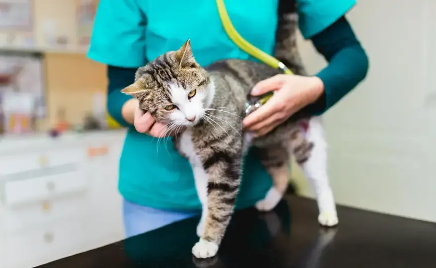 No-Spa dla kota - kiedy pomaga, a kiedy szkodzi? Sprawdź!