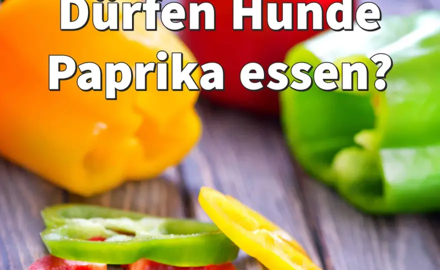 Paprika für Hunde - was wirklich geht und was tabu bleibt