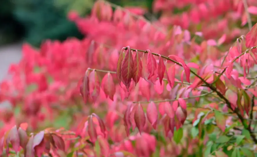 Rosa blommande buskar - Välj rätt för din trädgård