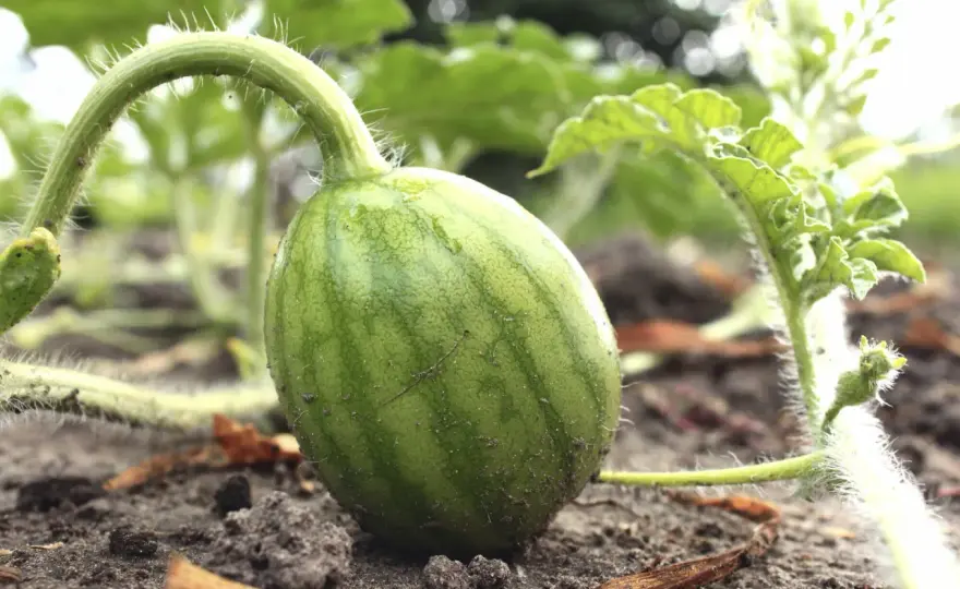 Wassermelonen anbauen - So gelingt die Ernte wirklich!