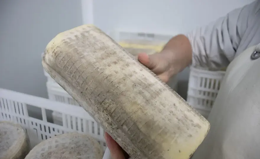 Cómo servir queso Pata de Mulo - Guía completa