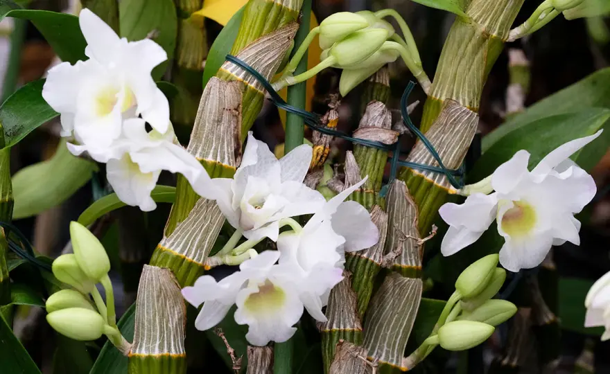 Orchidée bambou - les bons gestes pour la faire refleurir