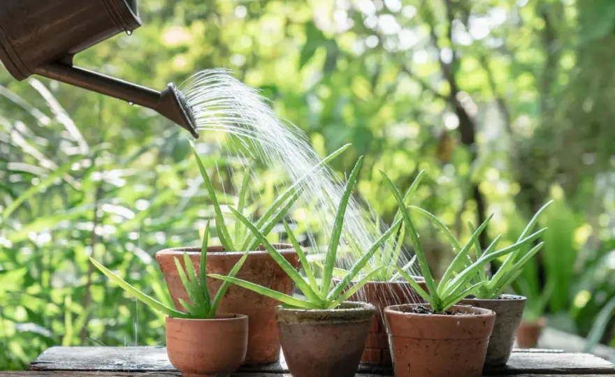 Aloe vera richtig anwenden - Wirkung, Produkte & Fehler vermeiden
