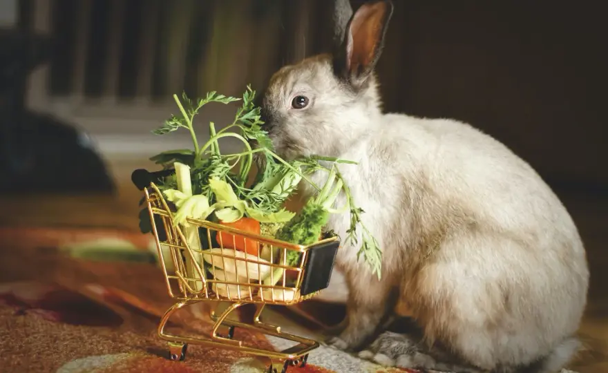 Lapin nain - Une alimentation saine pour une vie longue