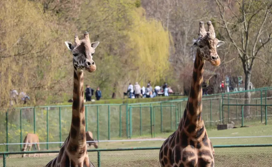 Największe zoo w Polsce - Który ogród jest naprawdę największy?