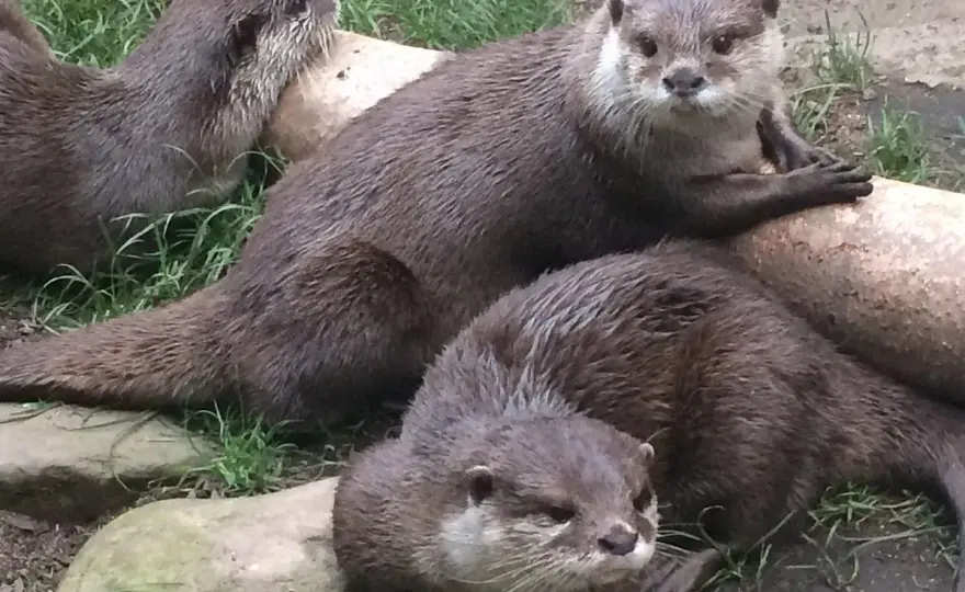 Fluviarium Liérganes - ¿Es solo un acuario? Guía completa