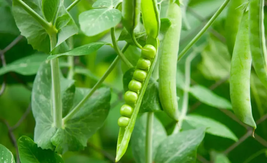 Piselli Grandi e Pieni - 4 Segreti per un Raccolto Perfetto