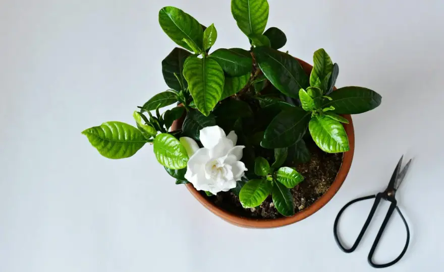 Gardenia w domu - jak ją uprawiać, by kwitła i nie zrzucała pąków