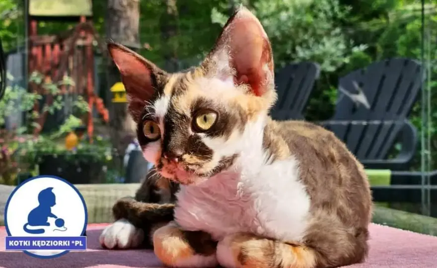Devon Rex hodowla: Jak wybrać odpowiedzialnego hodowcę?