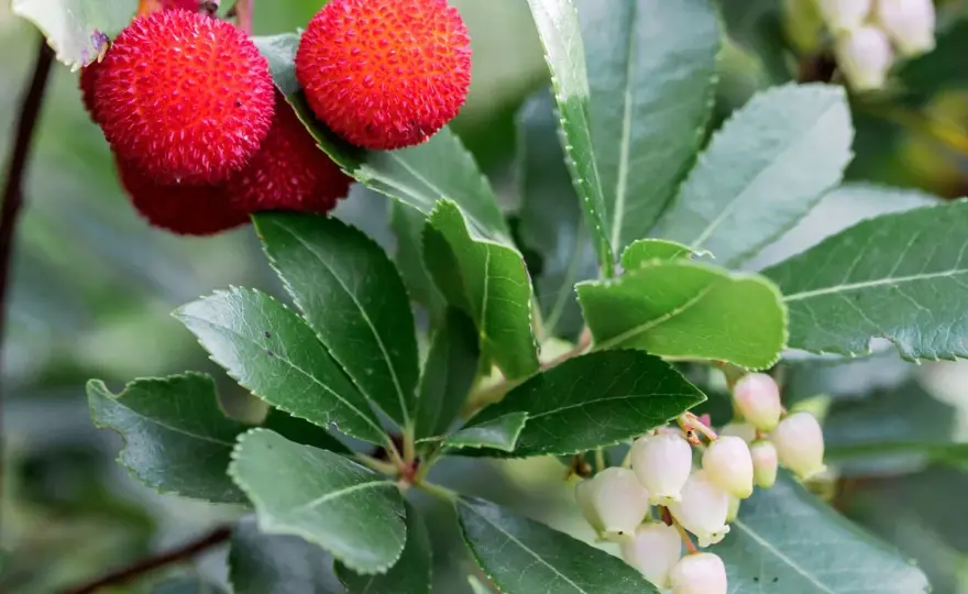 Arbousier adulte : quelle hauteur prévoir au jardin ?