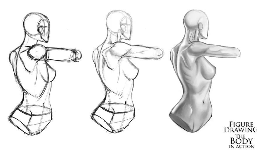 Anatomy in Art - Draw Better Figures Now