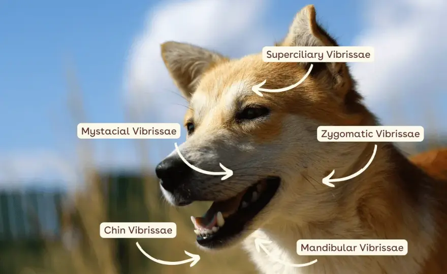 Dog Whiskers - More Than Hair: What They Do & Why They Matter