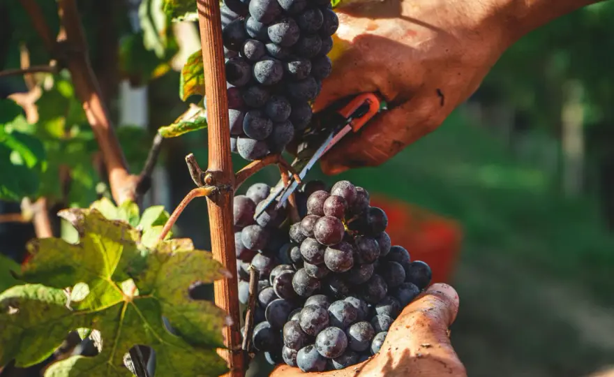 Zinfandel vs. Primitivo: Ein Wein, zwei Welten? Entdecke den Unterschied!