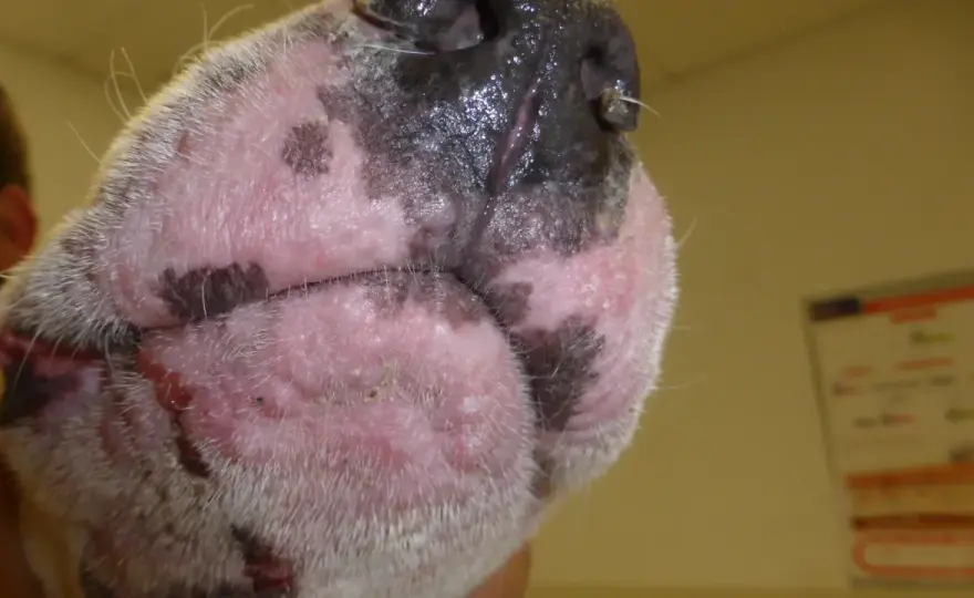 Alergia al pelo de perro - cómo reconocerla y controlarla
