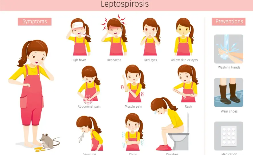 Leptospirose - Symptômes, diagnostic et réflexes clés