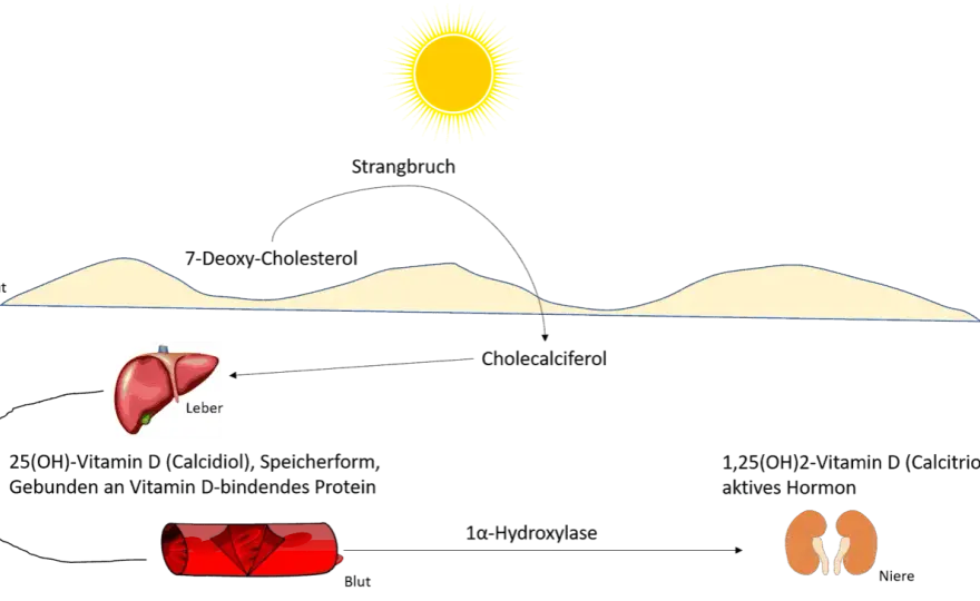 Vitamin D Mangel: Ursachen, Symptome und effektive Lösungen für Ihre Gesundheit