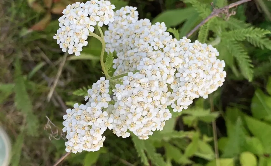 Vit blomma med gul mitt – Så skiljer du arterna åt