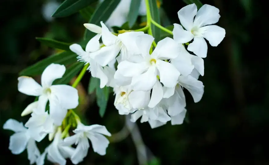 Jazmín - Elige la variedad perfecta para tu jardín