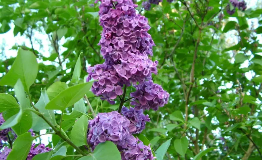 Plantera syren - Så får du en blommande buske varje år