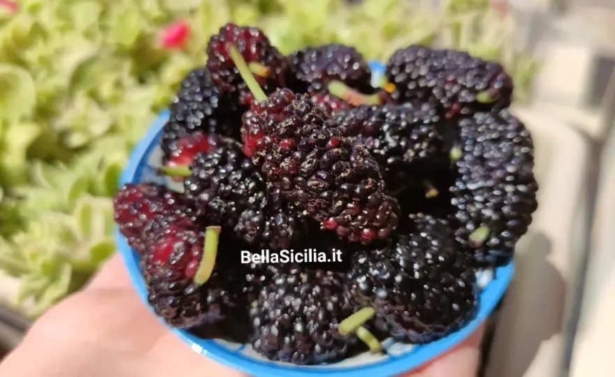 More di gelso - Un frutto antico che (forse) non conosci davvero