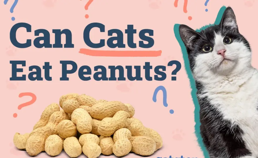 Can Cats Eat Peanuts? What's Safe & What's Not