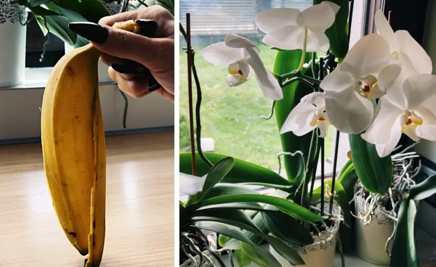 Nawóz z bananów do jakich roślin naprawdę działa najlepiej?