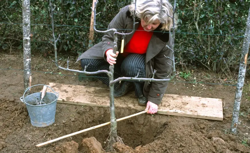Planter un arbre fruitier adulte sans rater sa reprise