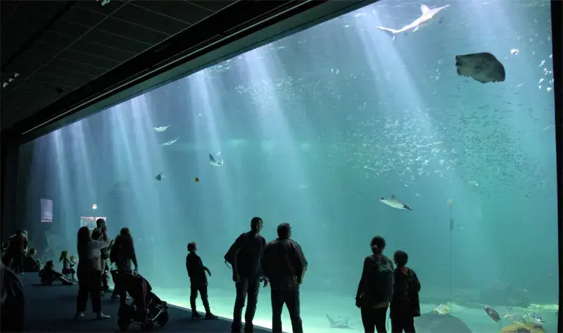 Nausicaá w Francji: największe oceanarium, które musisz odwiedzić