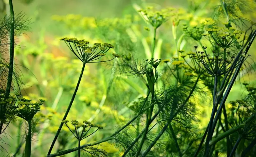Anice verde, come coltivarlo e riconoscerlo