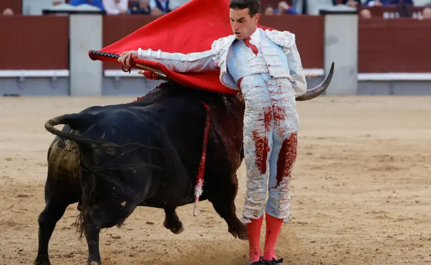 Ganadería San Isidro - Descubre el toro bravo de Madrid