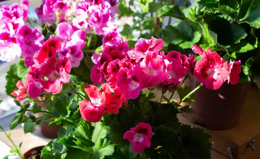 Vattna pelargoner rätt - Så får du dem att blomstra
