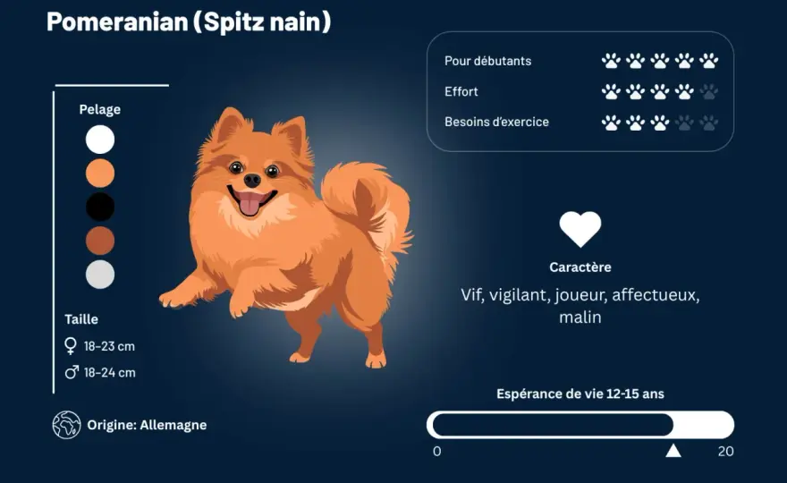 Spitz nain - Caractère, éducation et vie quotidienne