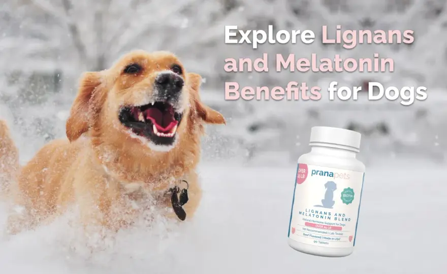 Libra Light para perros - ¿Funciona para tu mascota?