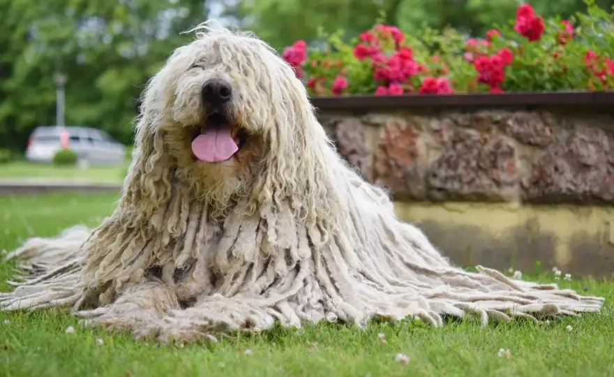 Komondor-Hund - Wesen, Haltung und Fellpflege im Alltag