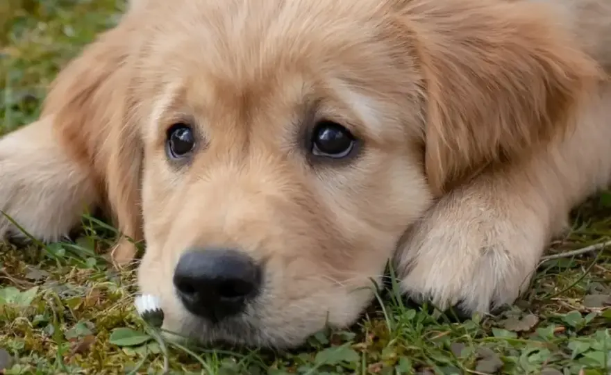 Golden Retriever: Jak kupić szczeniaka? Przewodnik i koszty