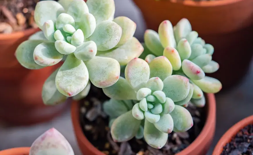 Sedum - Réussir sa culture et éviter les erreurs