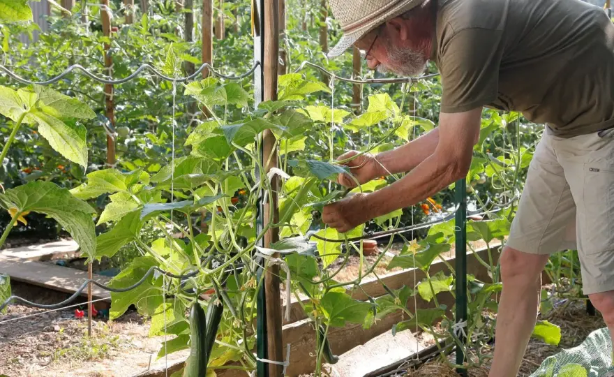 Concombre au potager - réussir semis, palissage et récolte