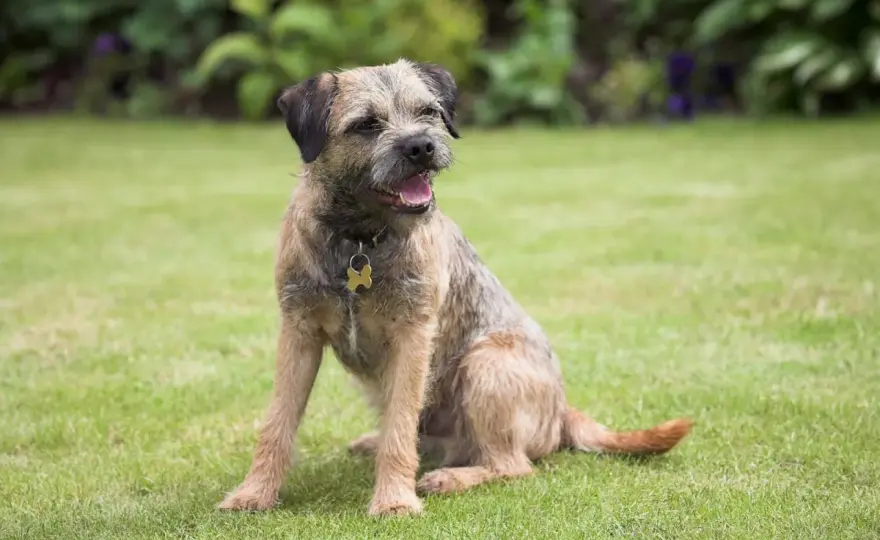 Border Terrier verstehen - Charakter, Pflege und Jagdtrieb