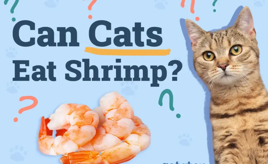 Can Cats Eat Shrimp? The Safe Way to Share Seafood
