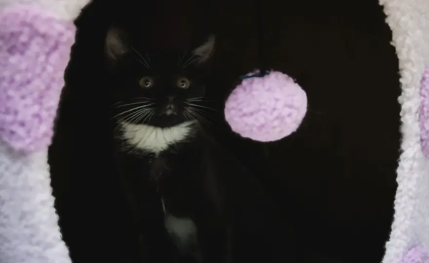 Cat Separation Anxiety - Solve It Now!