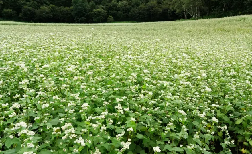 Uprawa gryki - Jak osiągnąć wysoki plon na słabszych glebach?