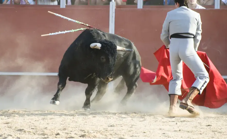 Espiga torero - Su significado, función y cómo reconocerla