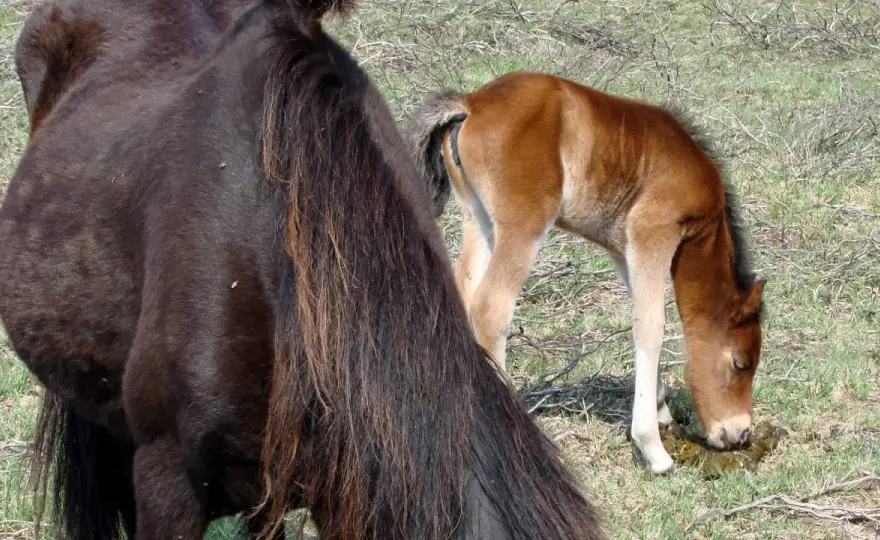 Coprophagie du cheval - Causes & Solutions (Poulain/Adulte)